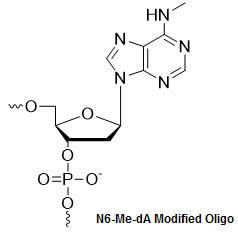 Bio-Synthesis Inc. Oligo Structure